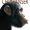 Chimpanser