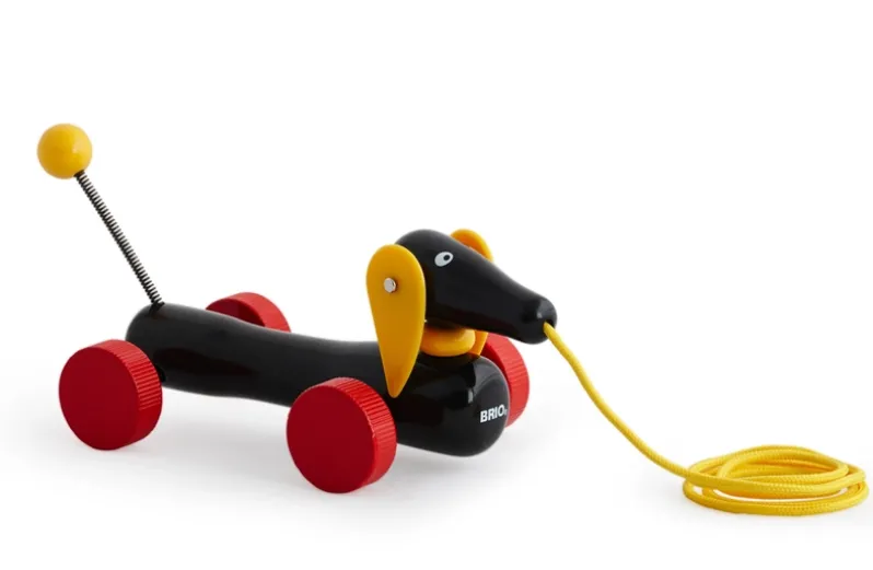 Dachsie hund