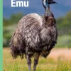 Emu, Grøn Fagklub