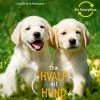 Fra hvalp til hund