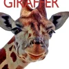 Giraffer