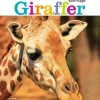 Giraffer