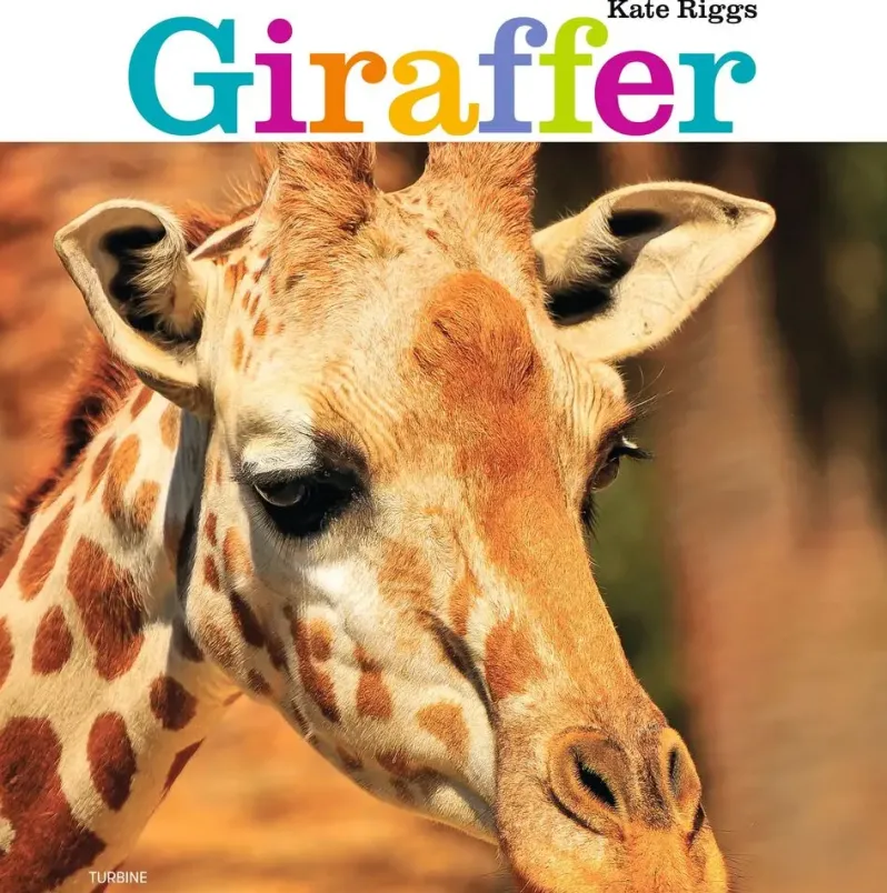 Giraffer