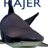 Hajer