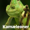 Kamæleoner