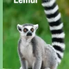 Lemur, Grøn Fagklub