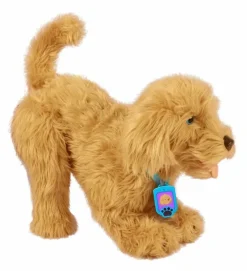Moji the Lovable Labradoodle