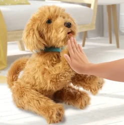 Moji the Lovable Labradoodle
